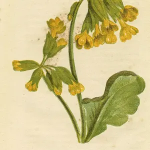 Fiore di campo giallo Cowslip stampa botanica vittoriana da Anne Pratt. Fiore di campo giallo Cowslip stampa botanica vittoriana da Anne Pratt.