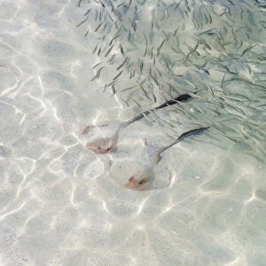 Cowtail Stingrays -Pastinachus sephen- in shallow water, Kurendhoo Island, Lhaviyani Atoll, Maldives
