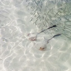 Cowtail Stingrays -Pastinachus sephen- in shallow water, Kurendhoo Island, Lhaviyani Atoll, Maldives Cowtail Stingrays -Pastinachus sephen- in shallow water, Kurendhoo Island, Lhaviyani Atoll, Maldives