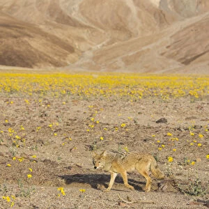 Coyote (Canis Latrans) walking through blooming desert marigolds during Springs super bloom, Death Valley, California, USA