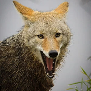 Coyote (Canis latrans) Yawning