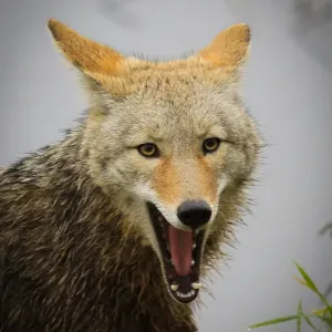 Coyote Yawning Print Coyote Yawning Print