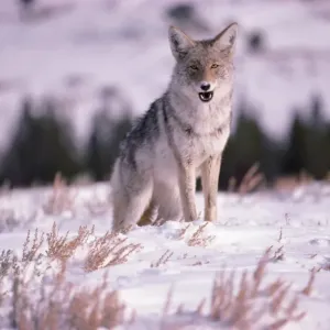 Coyote Print at Yellowstone National Park in Wyoming