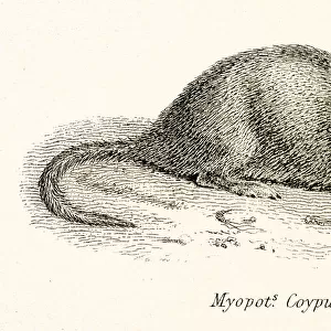 Coypu engraving 1803