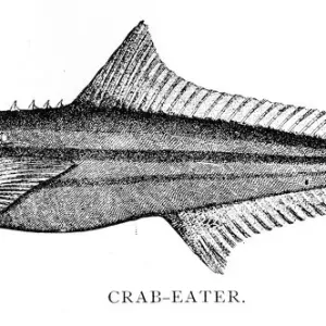1898 Crab-eater Fish Engraving Print 1898 Crab-eater Fish Engraving Print