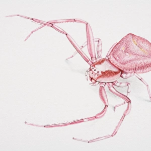 Crab spider, front view