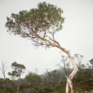 Cradle Mountain NP, Eucalyptus tree in Fog