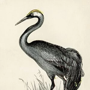 Crane bird engraving 1851