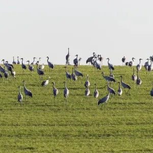 Cranes Print on a Mecklenburg-Western Pomerania Meadow Cranes Print on a Mecklenburg-Western Pomerania Meadow