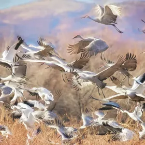 Cranes and Snow Geese Flocks in Flightat Bosque Del Apache, New Mexico
