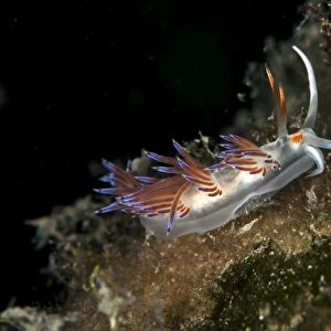 Cratena slug -Cratena peregrina-, Mediterranean Sea, Croatia