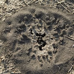 Crater-shaped ants nest, Okavango Delta, Botswana, Africa