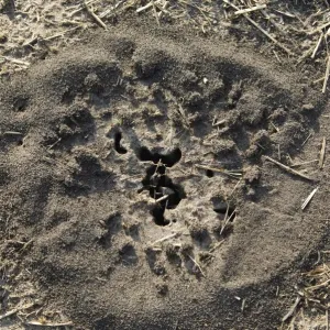Crater-shaped ants nest Print, Okavango Delta, Botswana