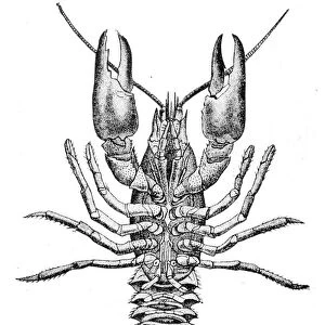 Crayfish engraving 1888