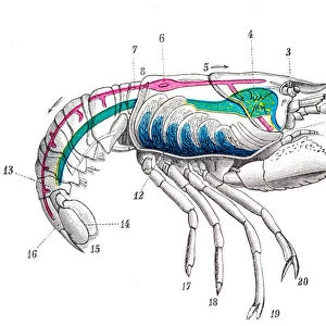 Crayfish engraving 1894