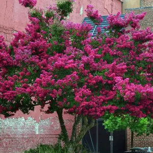 Crepe Myrtle Tree in Bloom Crepe Myrtle Tree in Bloom