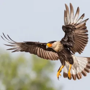Crested Caracara Flight Print Crested Caracara Flight Print