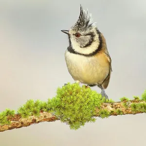 Crested Tit (Lophophanes cristatus), on a branch covered with moss, with light background, Siegerland, North Rhine-Westphalia, Germany