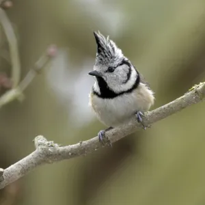 Crested Tit -Parus cristatus-