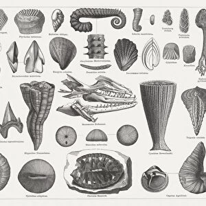 Cretaceous fossils, wood engravings, published in 1877