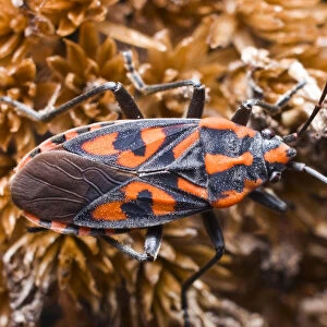 Cretan Soldier Beetle (Spilostethus saxatilis)
