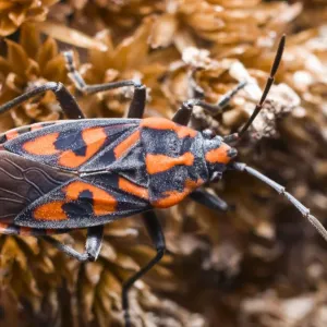 Cretan Soldier Beetle (Spilostethus saxatilis) Cretan Soldier Beetle (Spilostethus saxatilis)