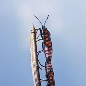 Cretan Soldier Beetle (Spilostethus saxatilis)