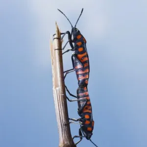 Cretan Soldier Beetle (Spilostethus saxatilis) Cretan Soldier Beetle (Spilostethus saxatilis)