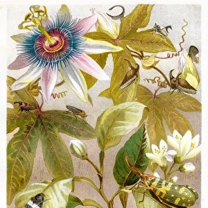 Cricket insect Chromolithograph 1884