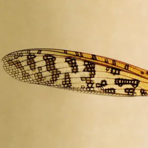 Cricket Wing Print