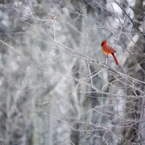 Crimson cardinal bird Crimson cardinal bird