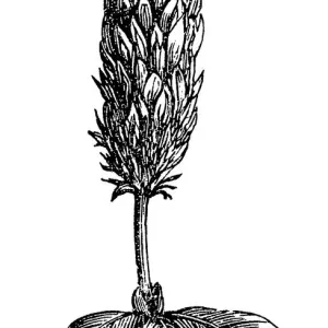 Crimson Clover Crimson Clover
