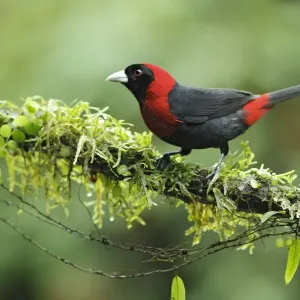 Crimson-collared Tanager