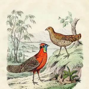 The crimson horned pheasant color plate illustration 1855