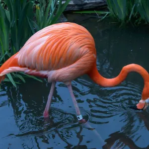 Crimson Wing Flamingo Print Crimson Wing Flamingo Print