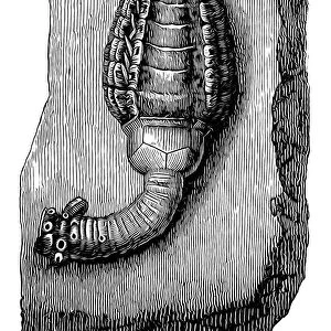 Crinoid fossil (Cupressocrinus crassus) from the Devonian Period