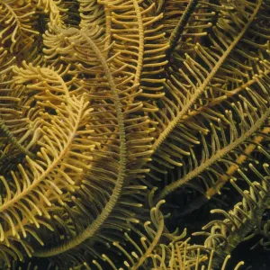 Crinoid Tendrils Crinoid Tendrils
