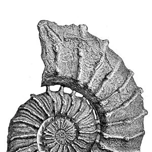 Crioceras roemeri fossil