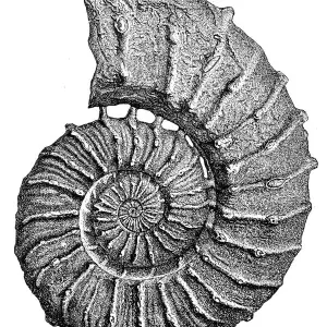 Crioceras roemeri fossil Crioceras roemeri fossil