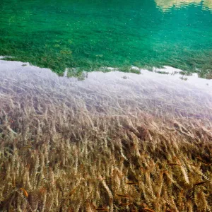 Croatia, Plitvice Lakes Croatia, Plitvice Lakes