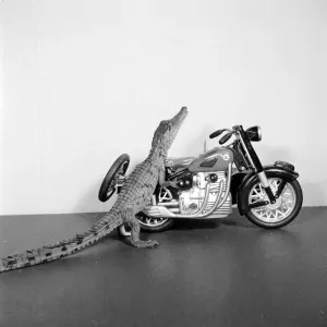 Croc Biker Croc Biker