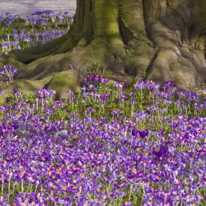 Crocus -Crocus- in the spa gardens of Baden-Baden, Black Forest, Baden-Wuerttemberg, Germany, Europe