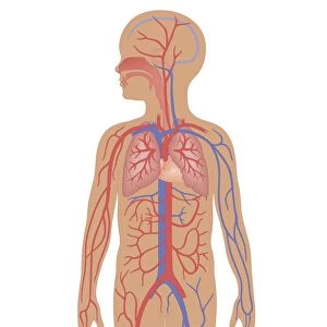 Cross section biomedical illustration of cardiovascular system and respiratory system in child