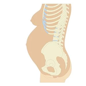 Cross section biomedical illustration of anatomy at 36 weeks pregnant
