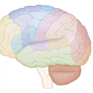 Cross section biomedical illustration of brain map