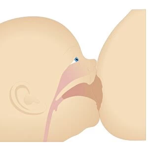 Cross section biomedical illustration breast engorgement and sucking position of baby