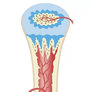 Cross section biomedical illustration of childhood development long bone