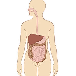 Cross section biomedical illustration of digestive system in adult woman