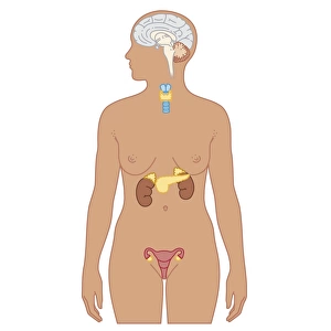 Cross section biomedical illustration of endocrine system in adult female