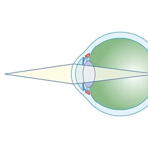 Cross section biomedical illustration of eye focusing on near object